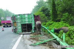 ţħ�������п� ��ţ���������ϲ෭