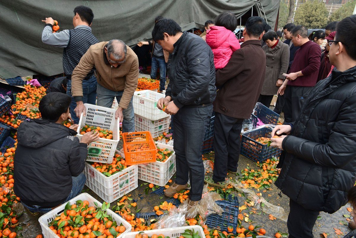货车侧翻车主就地卖橘子民众争相购买图片列表