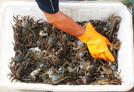 冷链如何爬上物流珠峰