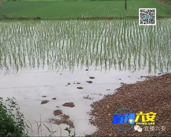 �������¹�ɰʯ��ũ��&nbsp;��20���������