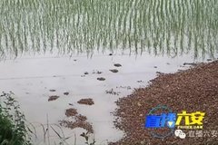 �������¹�ɰʯ��ũ�� ��20���������