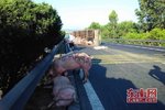 货车爆胎侧翻 近20头