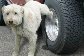 车用尿素防狗到安全性