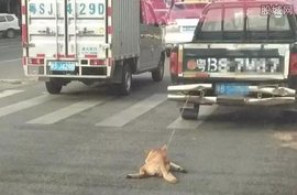 小狗被绑车位活活拖死