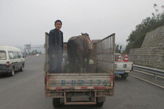 ���ӿ������ϸ��� ���������������鴦