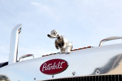 ��������˾������һֻѼ�� ���»�ͦ��