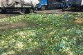 春风十里 探访哈尔滨哈达果菜批发市场