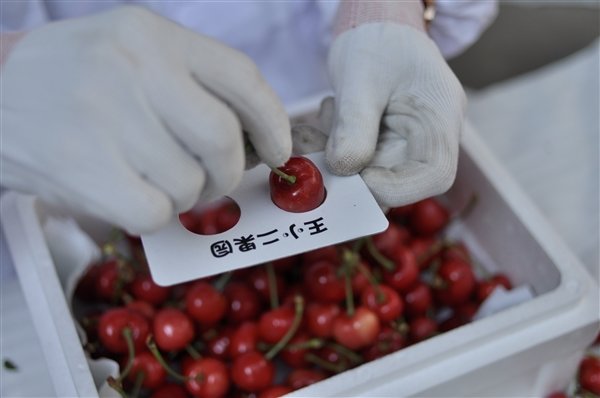 菜鸟发力冷链 48时109市送20万吨大樱桃