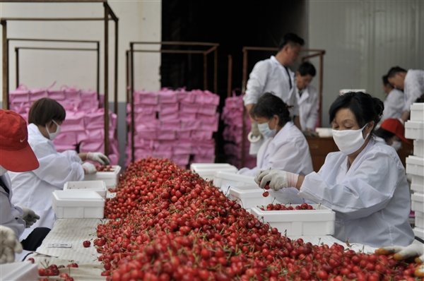 菜鸟发力冷链 48时109市送20万吨大樱桃