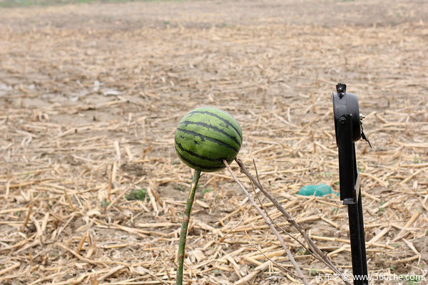 �żҿڷ�ŭС��&nbsp;ɲ���ֱò��Ի���й��