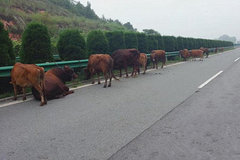 �����෭��ظ���· ����Э�ְ���ţ��