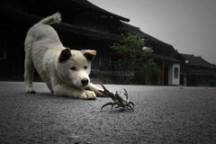 ���κ���բзֻ��˳����? ����������