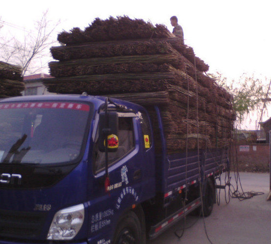 ���̵��¿�������е���Ӱʦ��˾���ǣ�