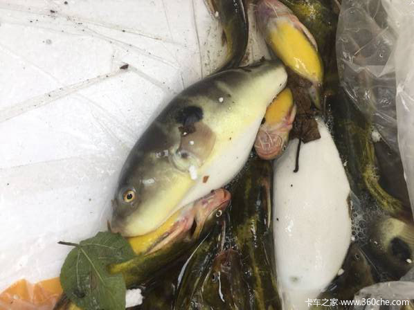 ����������ɢ�����&nbsp;���ֱ�ǲ�Ҫ����