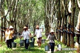 天然橡胶行业：价格大涨 安全边际较强