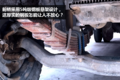 走过南闯过北 天龙见它都得叫“大爷”