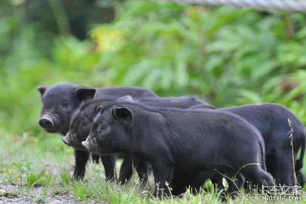 ����˾��������(54)&nbsp;ײ����������2��Ԫ