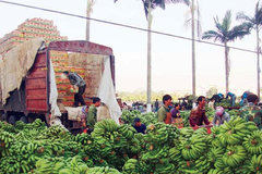 ����ʡ�㽶��½��������������ʽ����