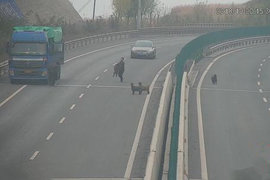 为偷羊险丧命？货车司机高速违停偷羊上演惊险一幕，被罚200记6分