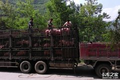 浙江：运输活畜禽车辆不再享受绿色通道政策