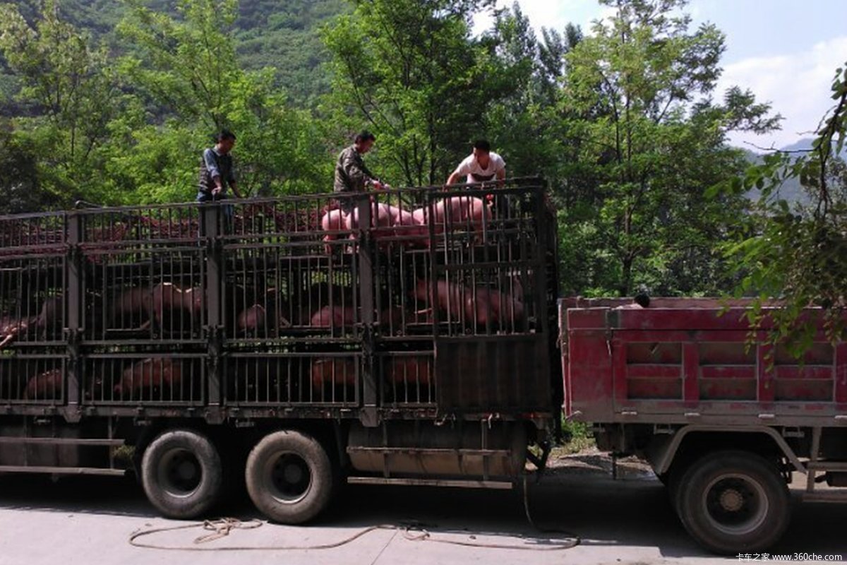 羊被挂电线活禽运输该怎么保证安全图片列表