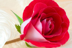 ���˽ڣ����׸���ɩ��һ֦��