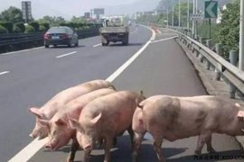 开车遇到这些事直接撞更安全 千万别打方向盘！