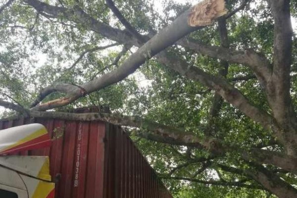 �Ҷ�һ����֦&nbsp;����Ҫ��18��ĳ����⳥