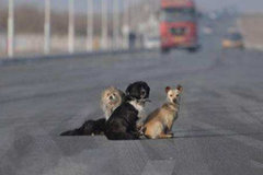 ����˩������������˾����Ҫ�⳥��