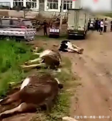 ��������ţȺ&nbsp;ײ��13ͷţ�����ֳ�����