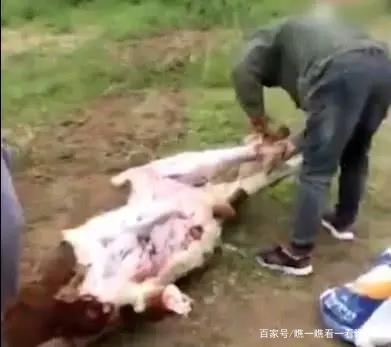 ��������ţȺ&nbsp;ײ��13ͷţ�����ֳ�����