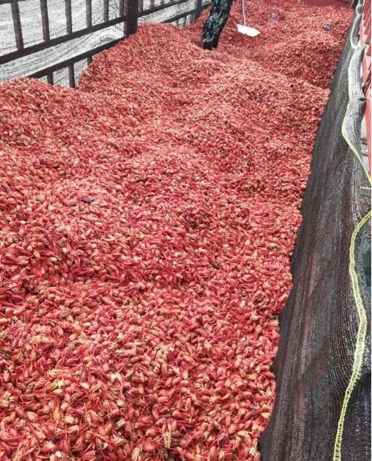 糟心!司机拉了一车小龙虾饲料,卸完货立马后悔了!