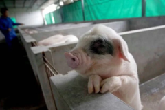 ������������Σ�ʲô����������������