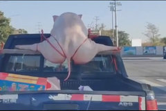 ��ʦ�����汻��Ƥ�������������϶�Υ��