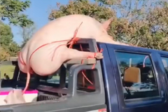 ��ʦ�������Ƥ����������ͼ����Цһ��