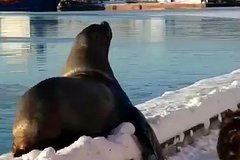 ����˹�����⺣ʨ��� һ����һ���ŷ�