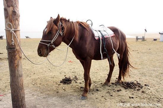 ��ԭ����Ұ&nbsp;����ŵ���Լݸ�������Ƥ��