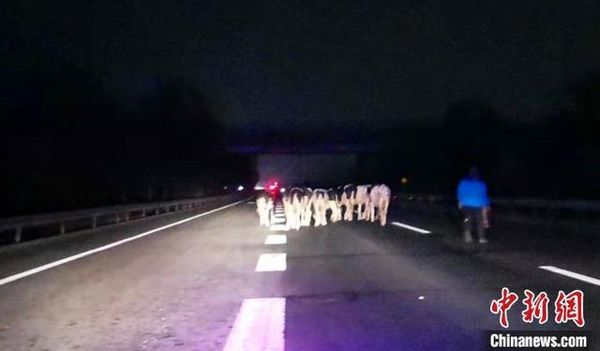 ��ţ��������������&nbsp;����������ţ��