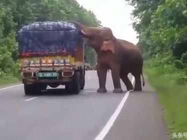 大象正在赶路，下一秒却突然冲向货车！