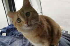 ���Ŀ���˾������è�� �Ӵ�·�ϲ��¶�