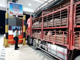 从养殖场到超市，猪肉是如何运输的？看完你就知道肉价为啥这么贵