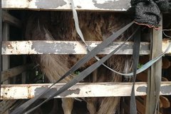 ��ʵҰ������