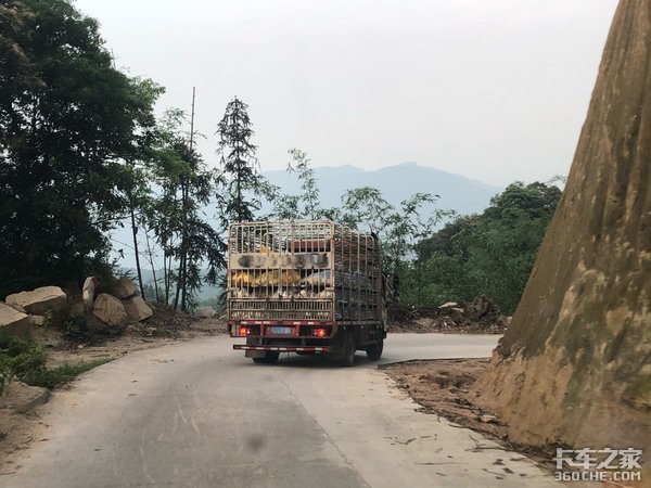 从养殖场到屠宰场，路程虽然很短，但活禽运输却没那么容易