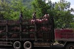 卡友们注意了 明年4月起限制活猪调运