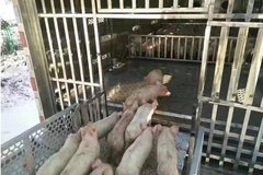 ���ܸ���ϴ�� ����������䳵̫������