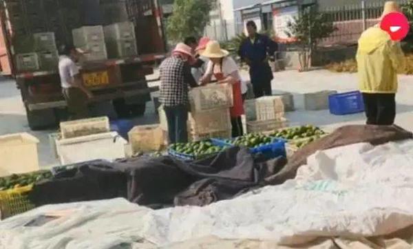 除了圣女果不是绿通 还有哪些也不是？