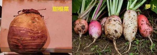 除了圣女果不是绿通 还有哪些也不是？