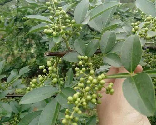 除了圣女果不是绿通 还有哪些也不是？