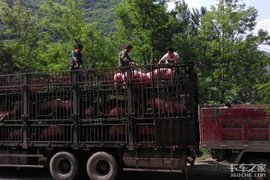不享受绿通、4月开始限制调运！生猪运输寒冬来了