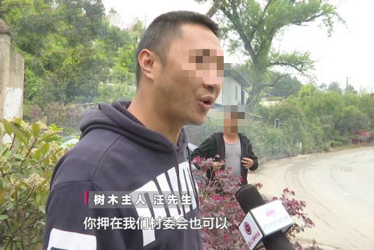 货车侧翻压倒树 树主人:先拿30万元押金